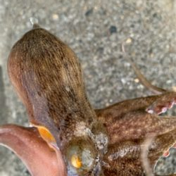 タコ復活してるか?