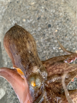 タコ復活してるか?