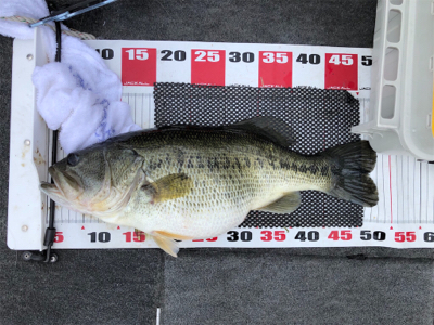 梅雨のブタバス