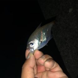 スパテラでアジング