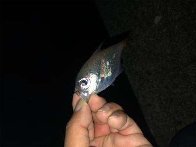 スパテラでアジング