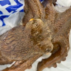 安定のタコサバ^_^