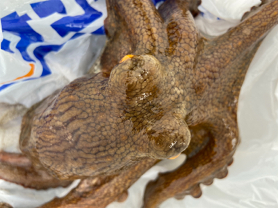 安定のタコサバ^_^