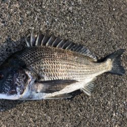 エビ撒き　アタリ渋い