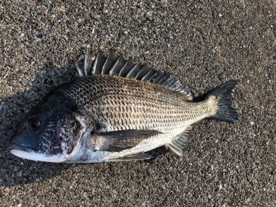 エビ撒き　アタリ渋い