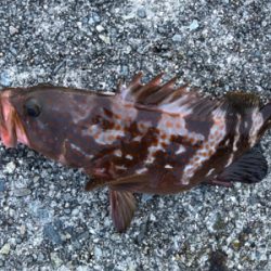 アコウ+ガシラ祭りを堪能しました