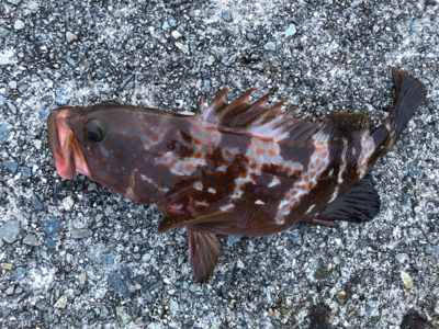 アコウ＋ガシラ祭りを堪能しました