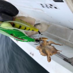 タコ釣り