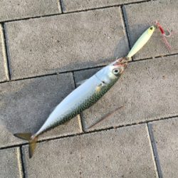 ツバスやや回遊♪