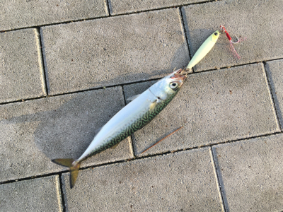 ツバスやや回遊♪