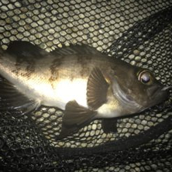 メバルは裏切らないσ(^_^;)