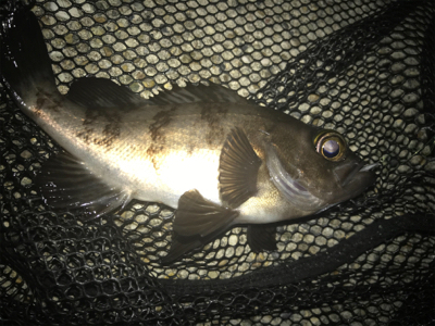 メバルは裏切らないσ(^_^;)