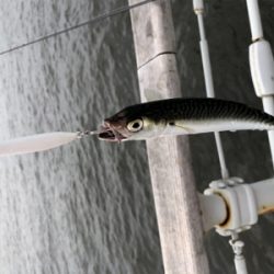 ツバスが釣れているとの事で‥