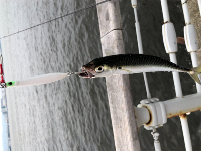 ツバスが釣れているとの事で‥