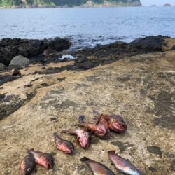 久しぶりのガシラ釣り