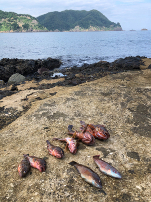 久しぶりのガシラ釣り