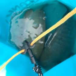 笠戸島グレ釣り第2弾