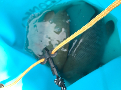 笠戸島グレ釣り第2弾