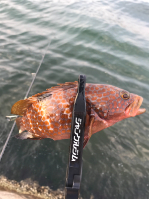 二ヶ月ぶりの釣り!