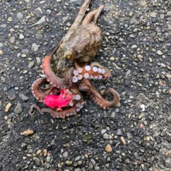 岸和田沖堤防でキス&タコ