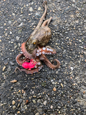 岸和田沖堤防でキス&タコ