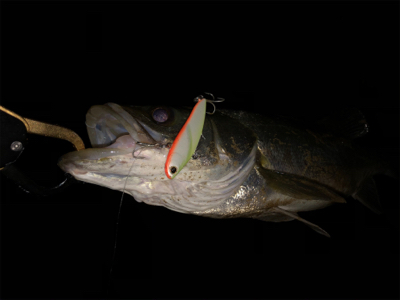 増水パターン!?