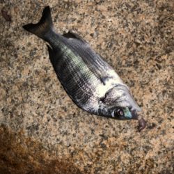 夕まづめからのぶっ込み釣り