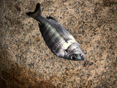 夕まづめからのぶっ込み釣り