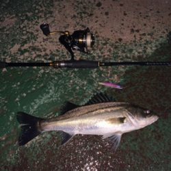 イワシがちらほら