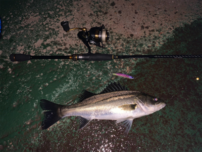 イワシがちらほら