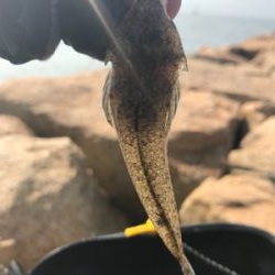 ちょい投げキス釣り(^^)