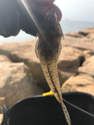 ちょい投げキス釣り(^^)