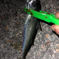 相変わらず、、、