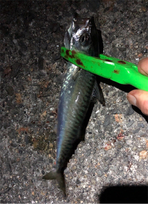 相変わらず、、、