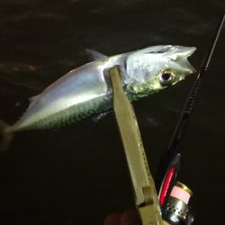 アジング練習 169