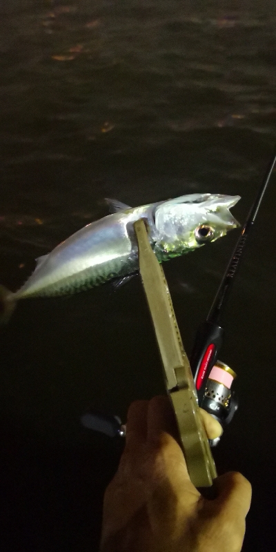 アジング練習 169