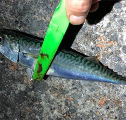 まあまあサイズ