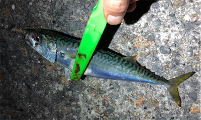 まあまあサイズ