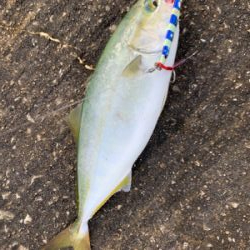 南港魚釣り公園青物イベント