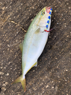 南港魚釣り公園青物イベント