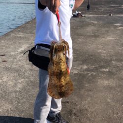 今年初アオリ！