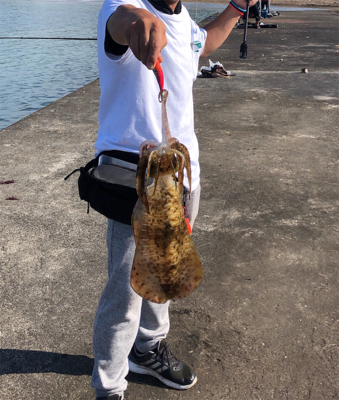 今年初アオリ！