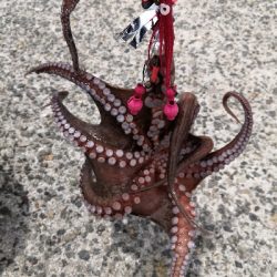 オクトパッシング終盤戦