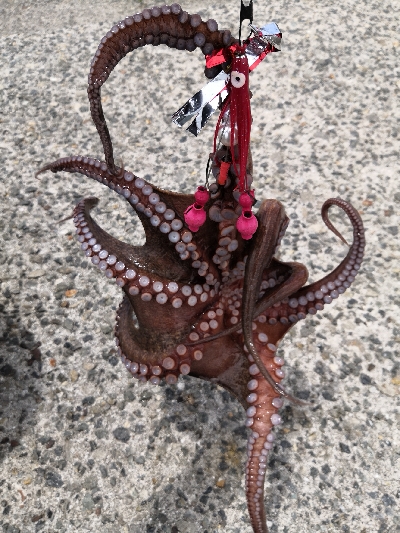 オクトパッシング終盤戦