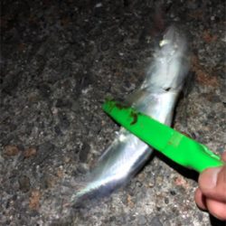 サバは果てしなく