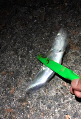 サバは果てしなく