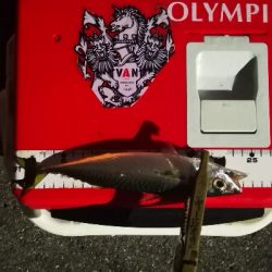 アジング練習 170