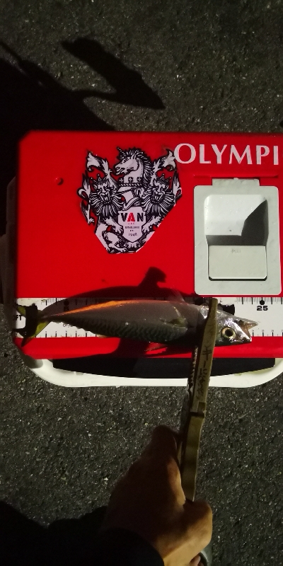 アジング練習 170