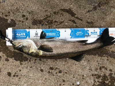 久々の釣りです❗࿠…