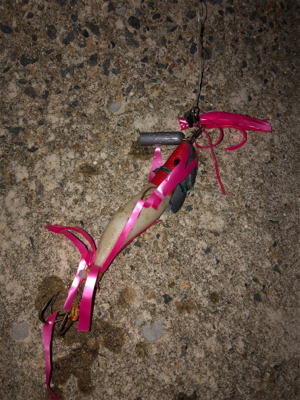 タコ調査10！ボウズからのリベンジ